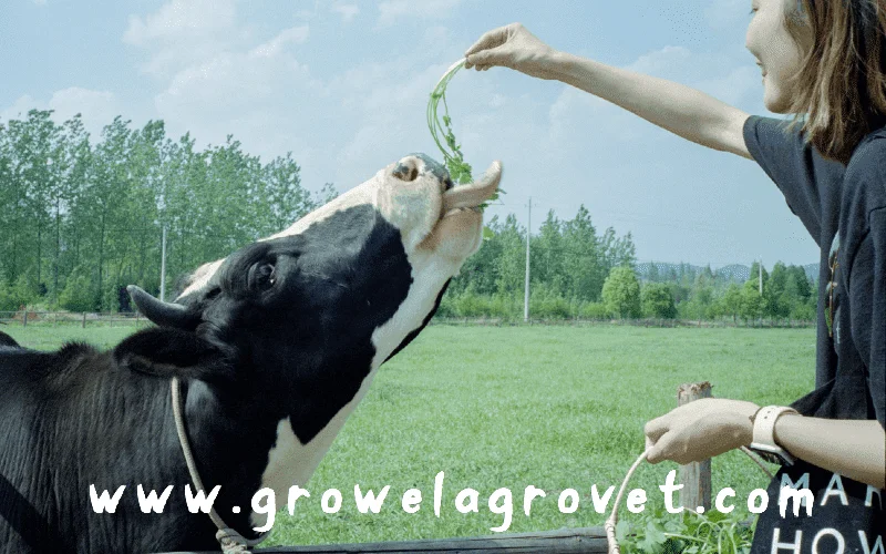 Importance-of-Vitamins-and-Minerals-for-Dairy-Cattle