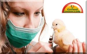 Poultry-Health-Management-1-300x188