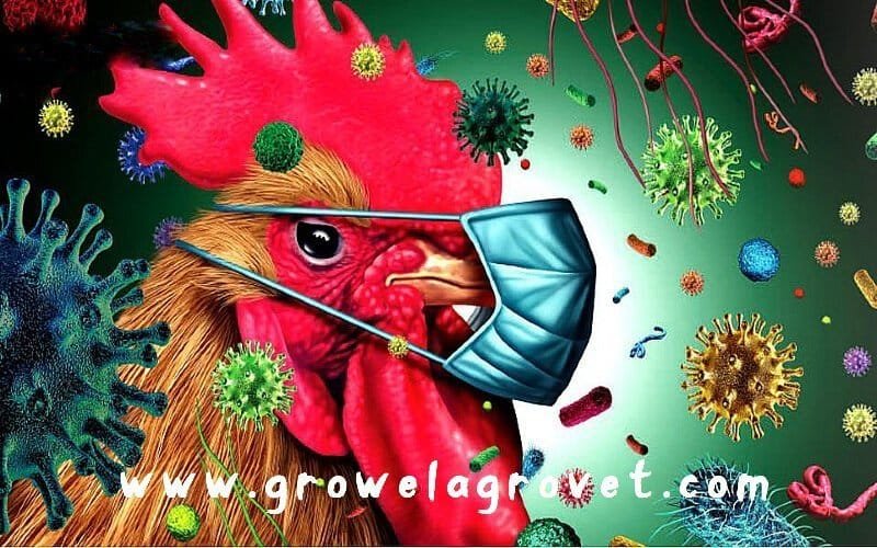 Biosecurity in Poultry Farming