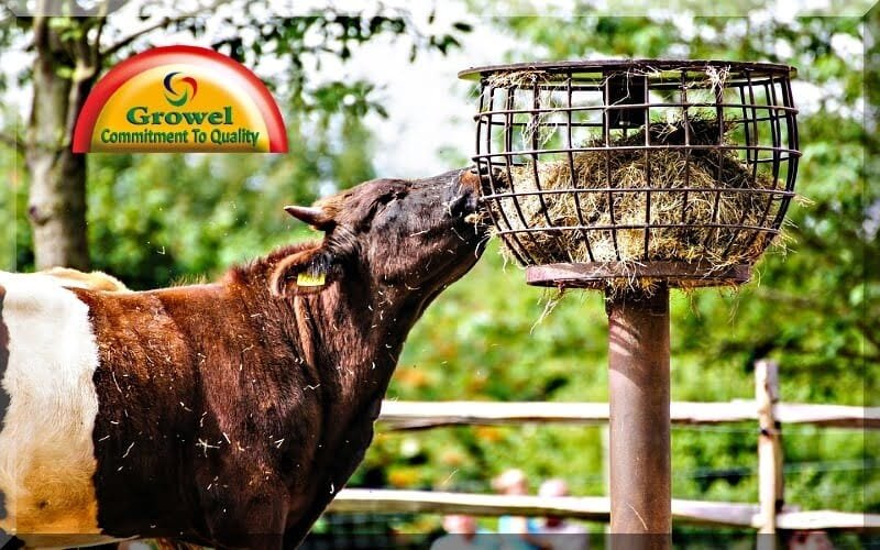 Cattle Feeding