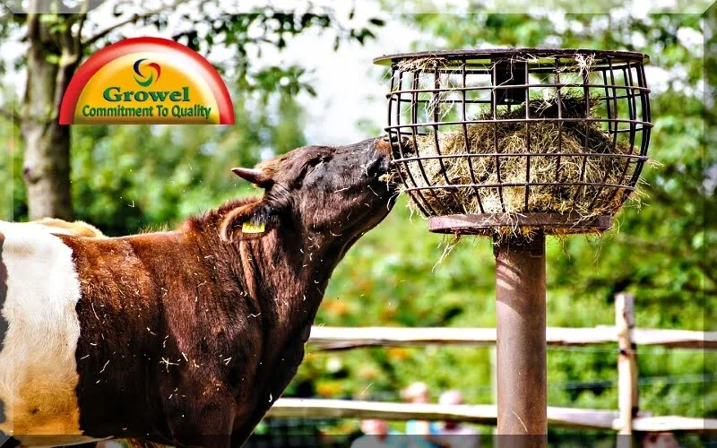 Cattle Feeding