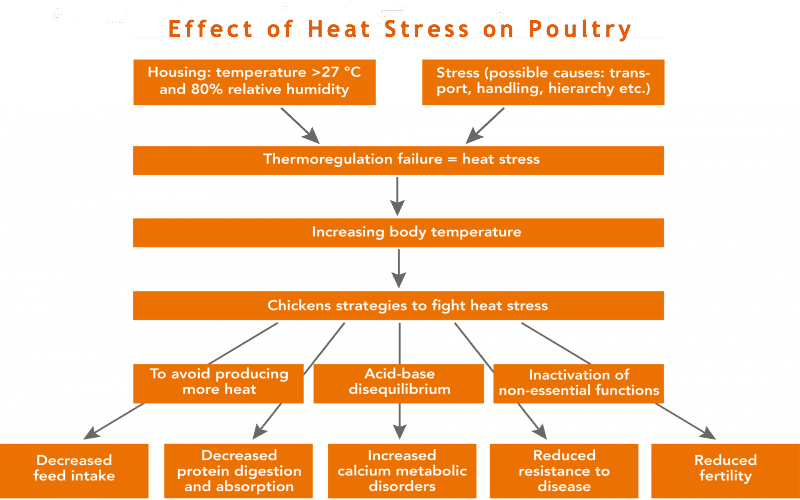 How To Do Poultry Farming in Summer ?.