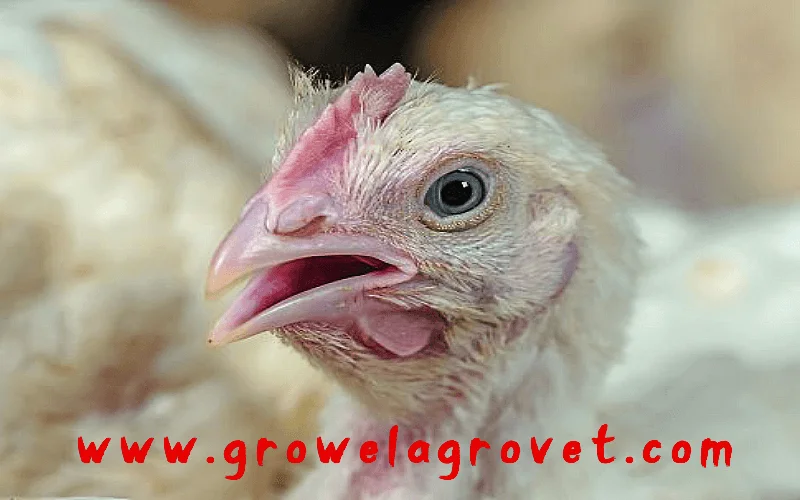 How-To-Do-Poultry-Farming-in-Summer-