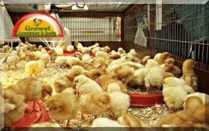 Good-Brooding-Management-in-Poultry-1-300x188
