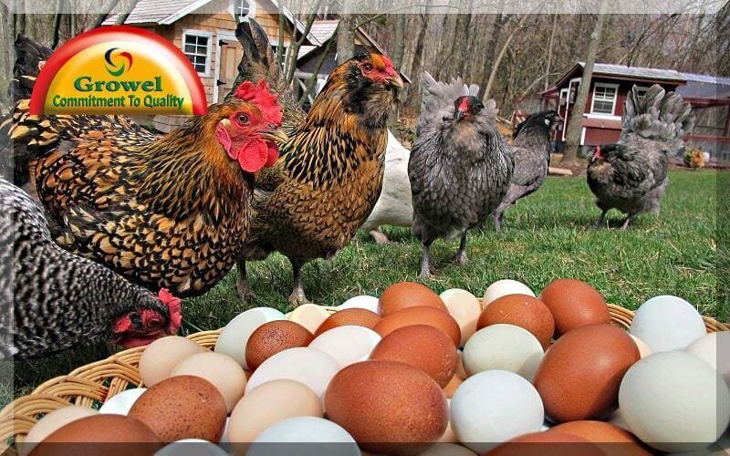 Heat Stress in Layer Poultry