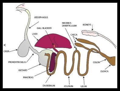poultry digestive system (2)