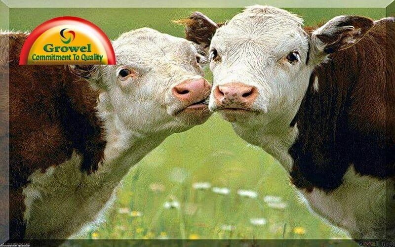 Vitamins-Minerals for Cow Fertility