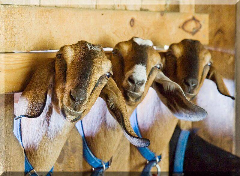 Goat Feed Supplements