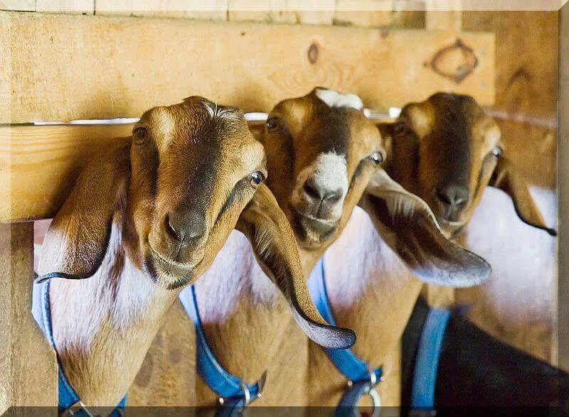 Goat Feed Supplements
