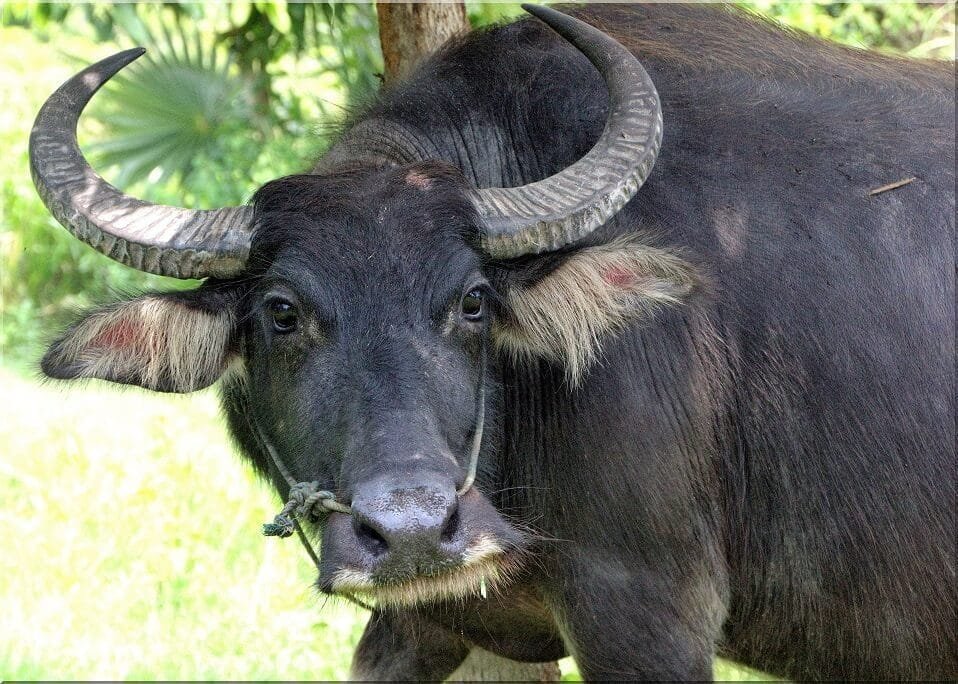 भैंस के प्रसूतिकाल के रोग एवं उपचार