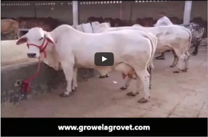 गाय-पालन-कैसे-करें