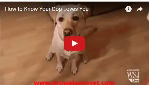 How-to-Know-Your-Dog-Loves-You