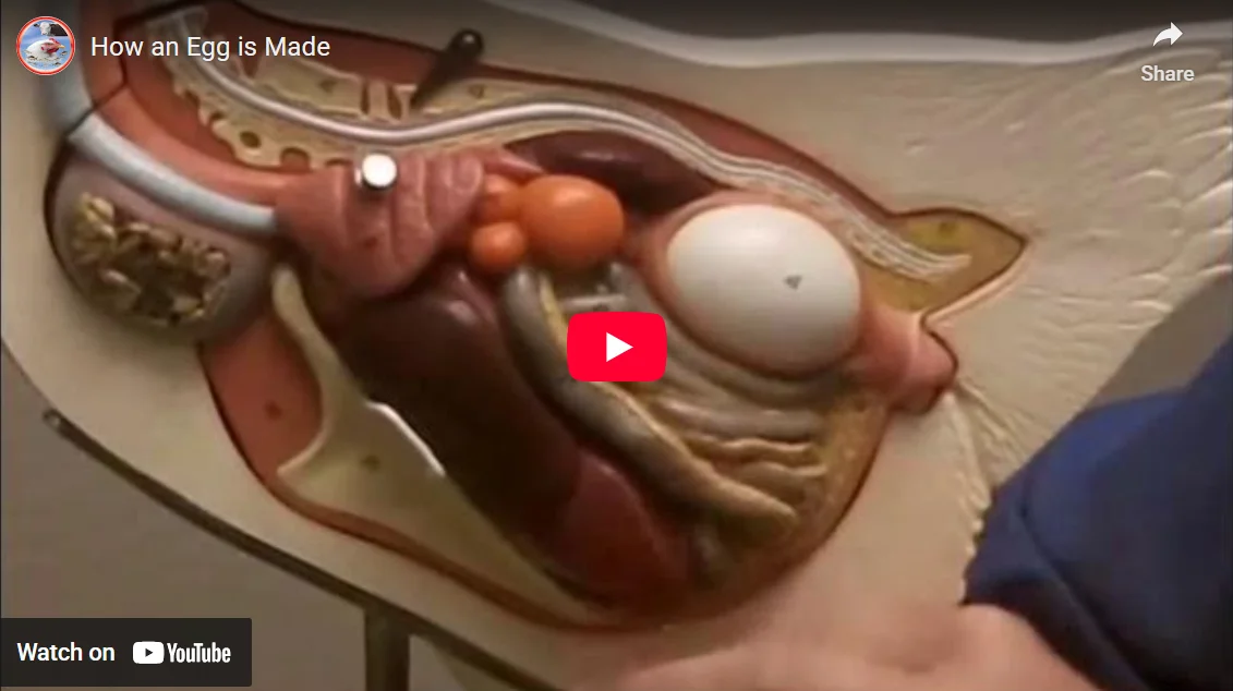 egg-is-made