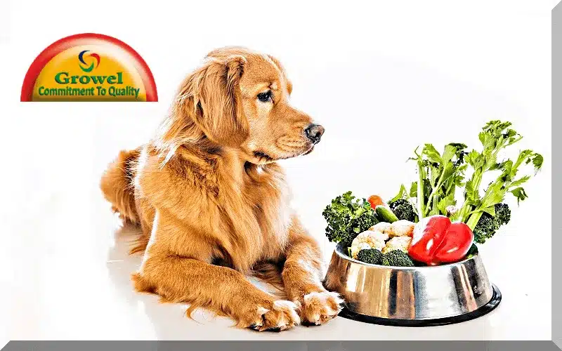 Nutritional-Need-of-a-Dog