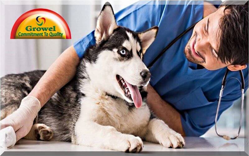 Dog Diseases