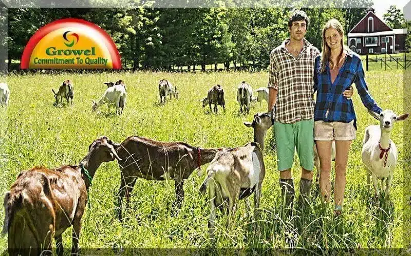 Goat-Farming-Guide