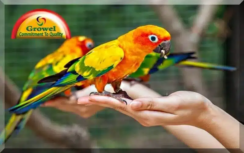 Pet-Bird-Nutrition