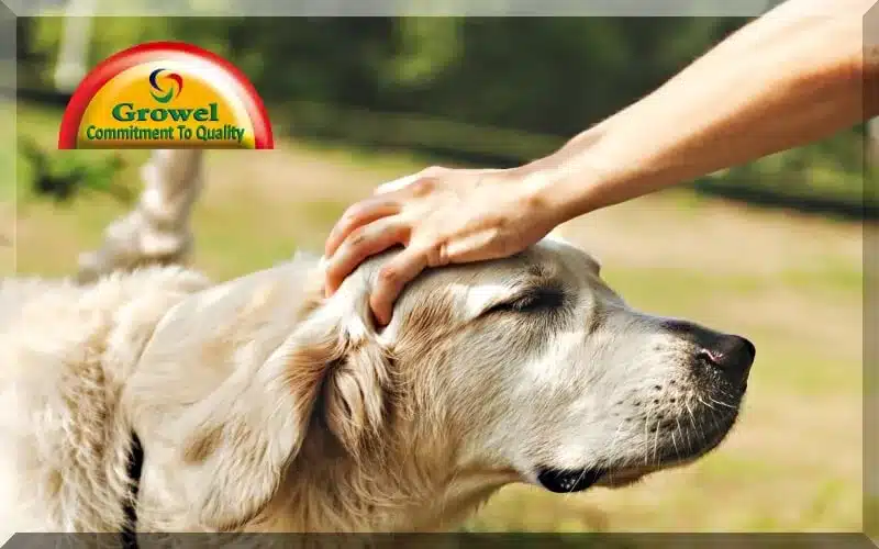 Digestive-Problem-in-Dogs