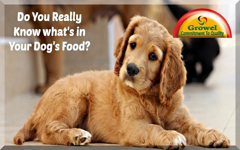 Proteins ,Vitamins & Minerals for Dog