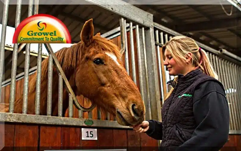 Housing-For-Horse