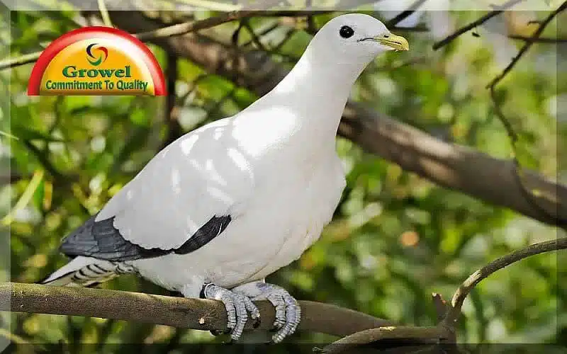 pigeon-healthcare-growel-agrovet