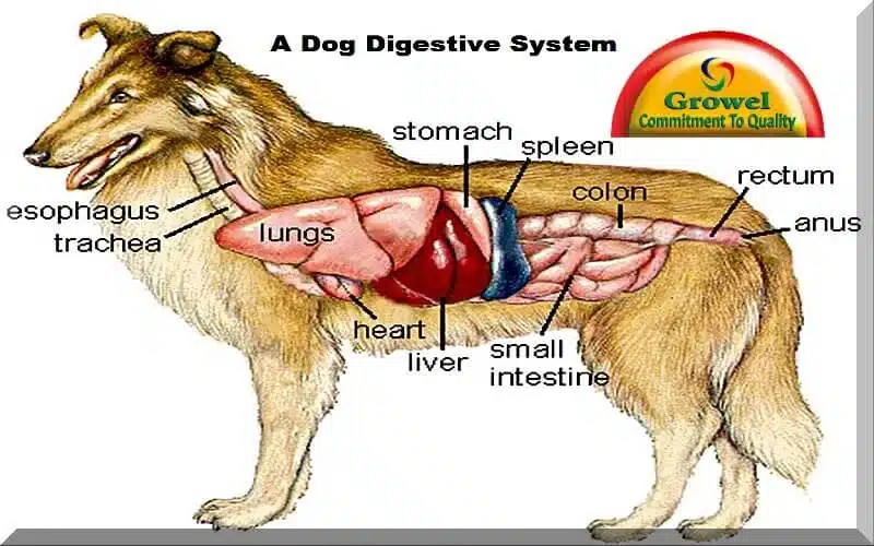 Dog-digestive-system