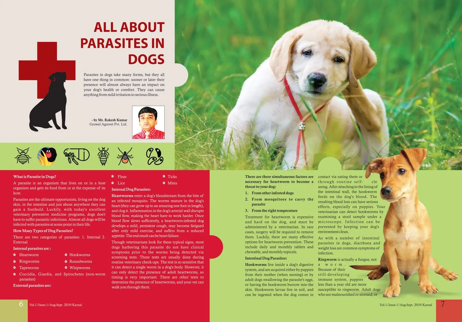 All-About-Parasites-in-Dogs-1